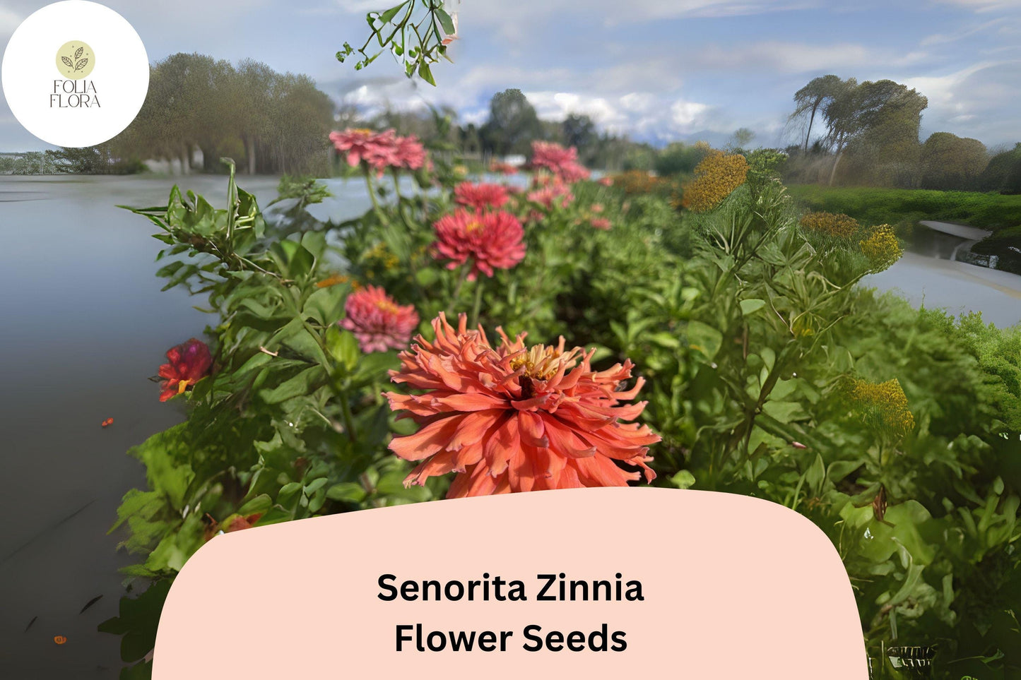 100+ Señorita Zinnia Seeds – Bright Pink Blooms for Garden Planting, Borders & Cut Flowers