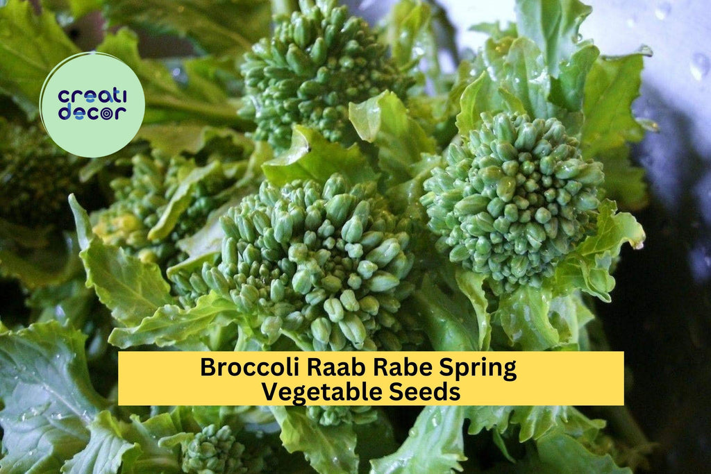 3pcs x 5mg Broccoli Raab Seeds – Spring Rapini Rabe Variety for Raised Beds, Garden Rows, or Container Growing Seeds for Planting