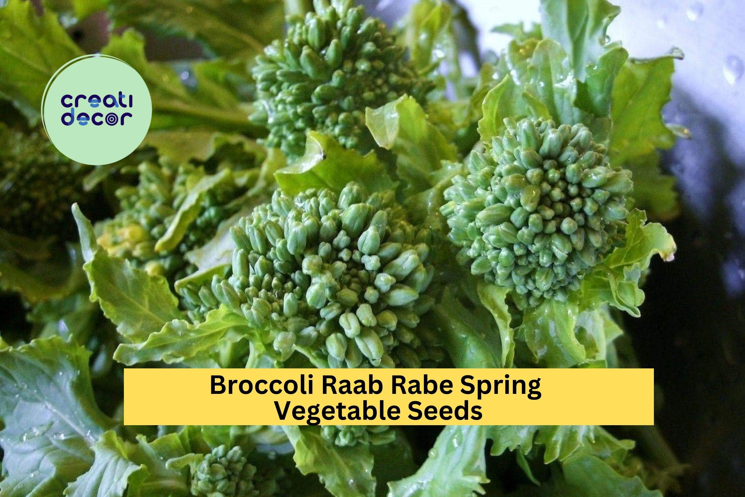 3pcs x 5mg Broccoli Raab Seeds – Spring Rapini Rabe Variety for Raised Beds, Garden Rows, or Container Growing Seeds for Planting