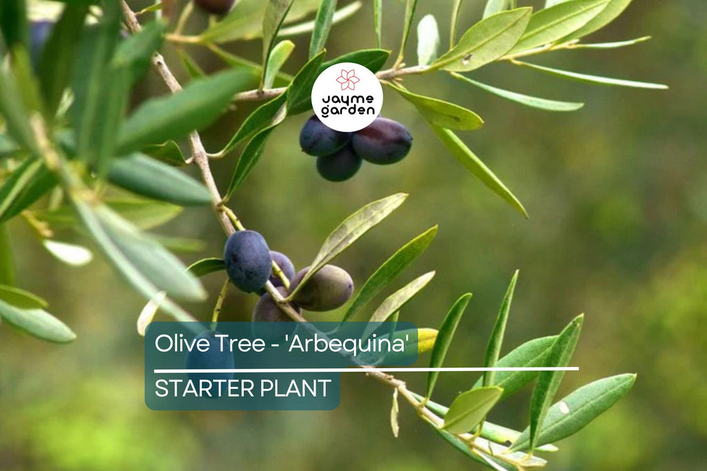 Arbequina Olive Tree (Olea europaea) – Live Plant Hardy Variety for Oils and Pickling Cold & Drought Tolerant 4”-8” Starter