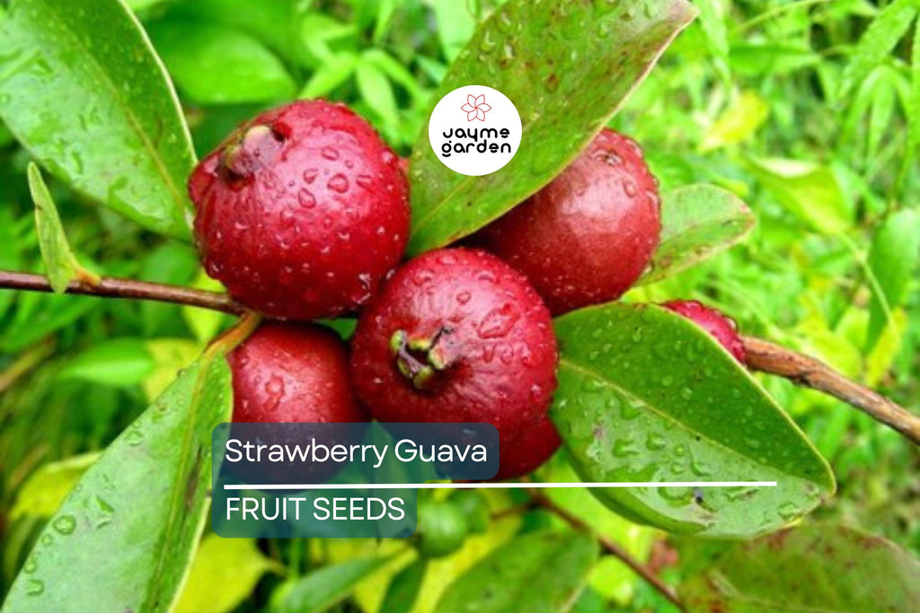 20 Strawberry Guava Seeds (Psidium cattleianum) - Exotic Edible Fruit Tree, Hardy in Zones 9-11