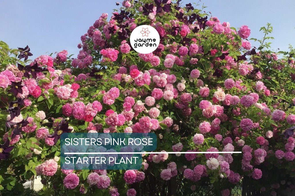 Live Heirloom 7 Sisters Pink Rose Bush | Climbing Multiflora Rambler | 3–6" Starter Plants | Bare Root Baby Roses
