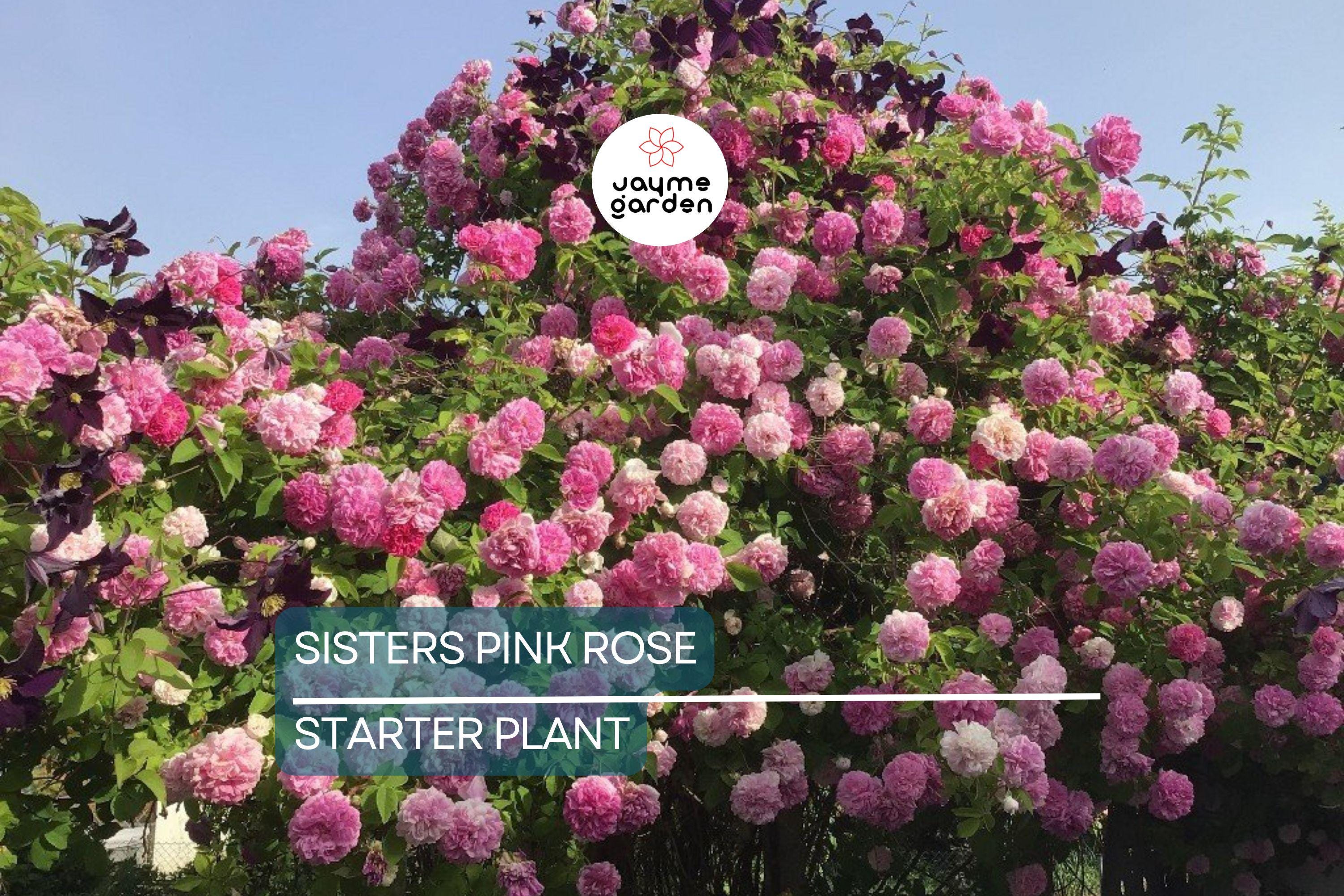 Live Heirloom 7 Sisters Pink Rose Bush | Climbing Multiflora Rambler | 3–6" Starter Plants | Bare Root Baby Roses