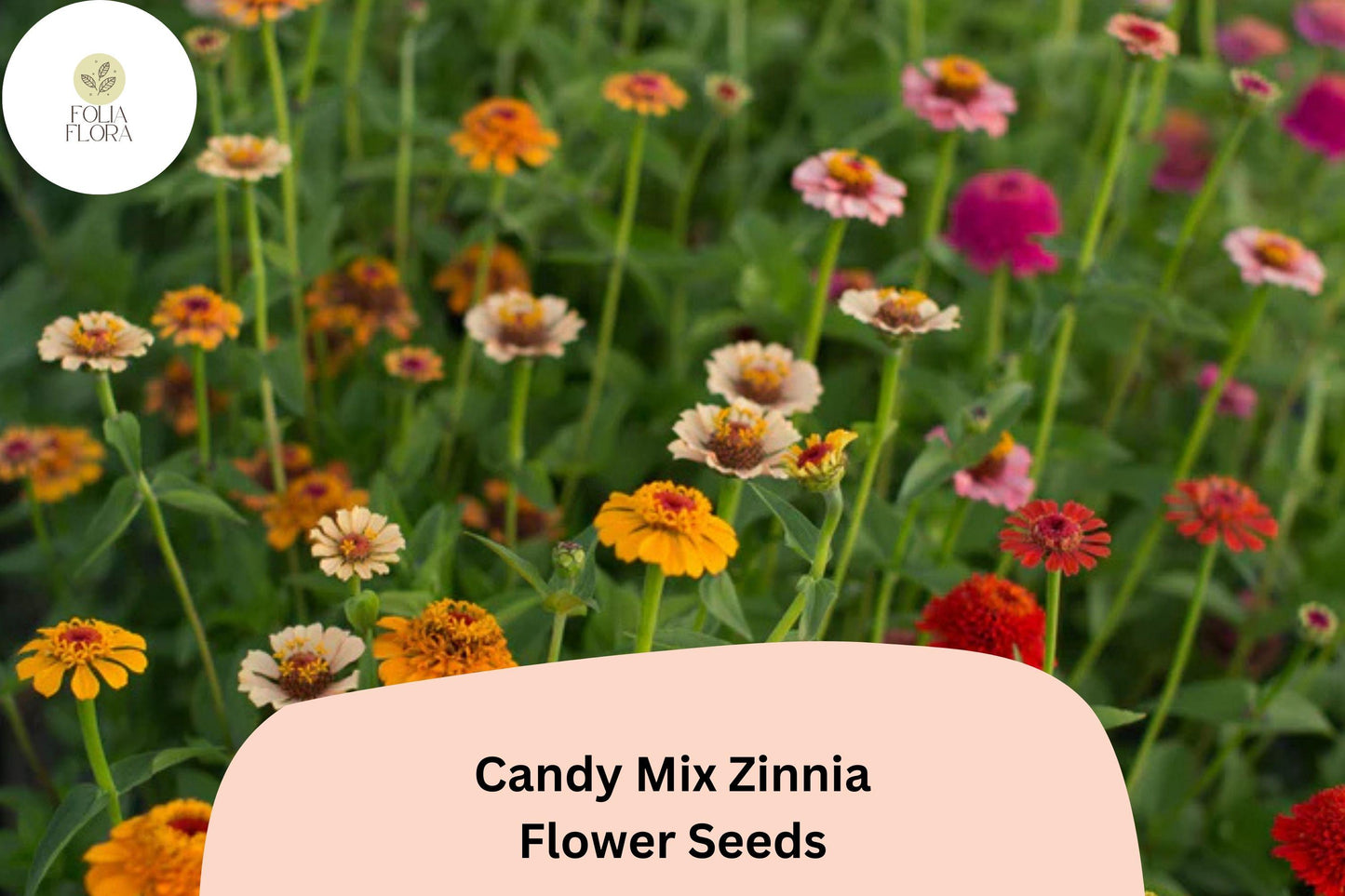 100+ Candy Mix Zinnia Seeds – Bright Multi-Color Blooms for Summer Gardens & Bouquets