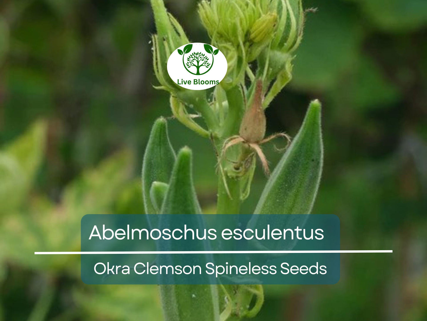 85 Seeds Okra Clemson Spineless for Planting (Abelmoschus esculentus) - Fast-Growing, Tender, Spineless Okra for Home Gardens