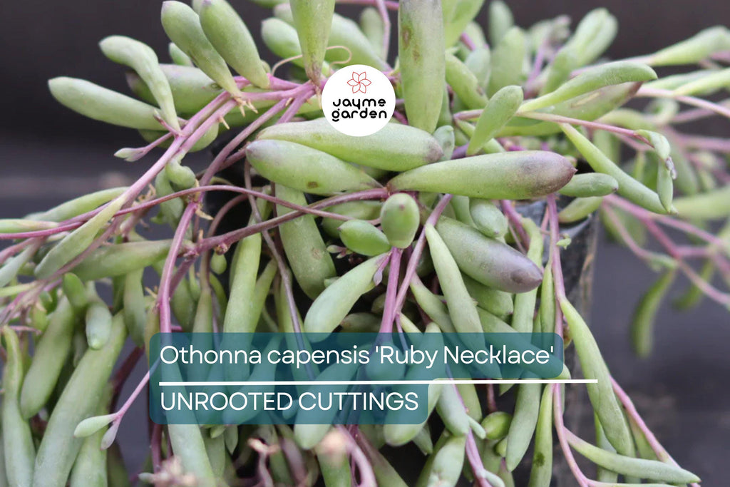 Othonna capensis 'Ruby Necklace' Succulent | 5 Live Cuttings | Unique, Trailing Plant