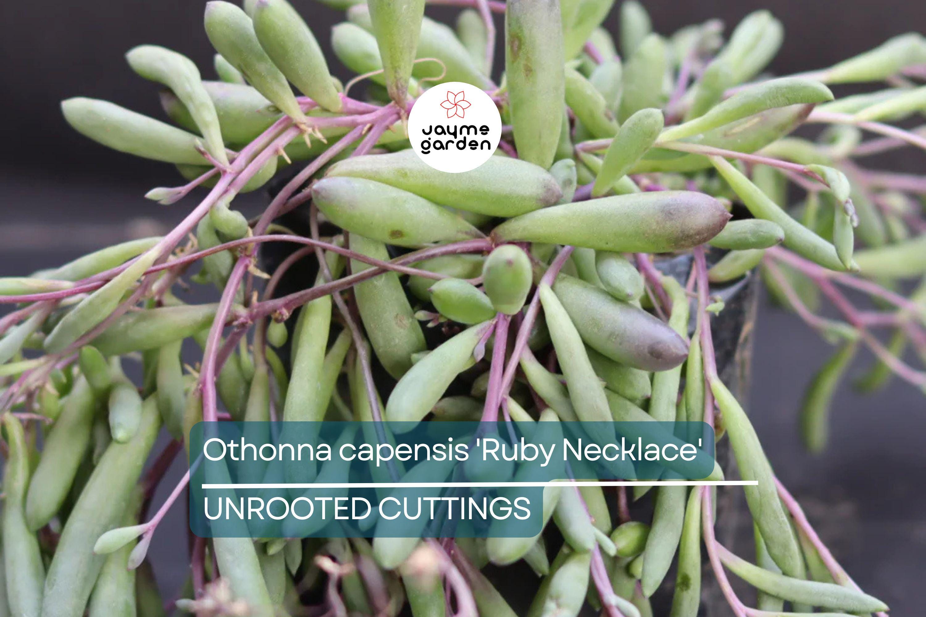 Othonna capensis 'Ruby Necklace' Succulent | 5 Live Cuttings | Unique, Trailing Plant