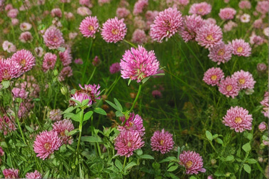 Red Clover – Trifolium pratense Seeds | 100 Seeds | Nitrogen Fixing | Pollinator Friendly Cover Crop