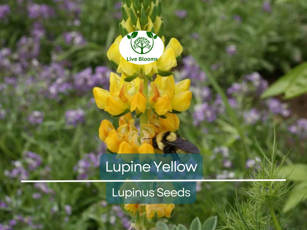 50 Seeds Lupine Yellow Annual (Lupinus) Drought-Tolerant, Non-GMO, Attracts Hummingbirds & Honey Bees, Vibrant Garden Flowers