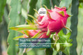 3 Red Dragon Fruit Cuttings - Pink Skin, Red Flesh - Fresh Cuttings Ready to Plant, No Root