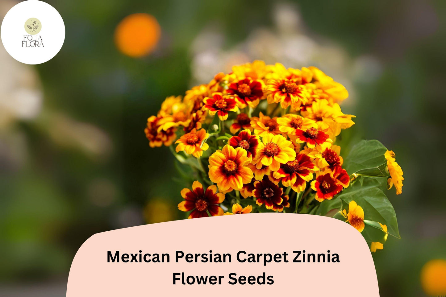 100+ Mexican Persian Carpet Zinnia Seeds – Colorful Dwarf Mix for Garden Beds, Borders & Containers
