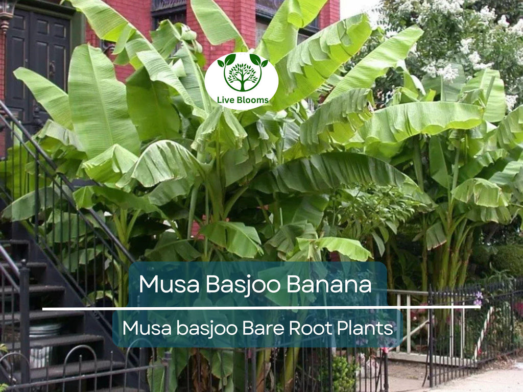 1 Musa Basjoo Banana – Live Starter Plug – Cold Hardy Tropical Plant – Rooted Live Banana Tree for Garden or Patio – Zone 5–11