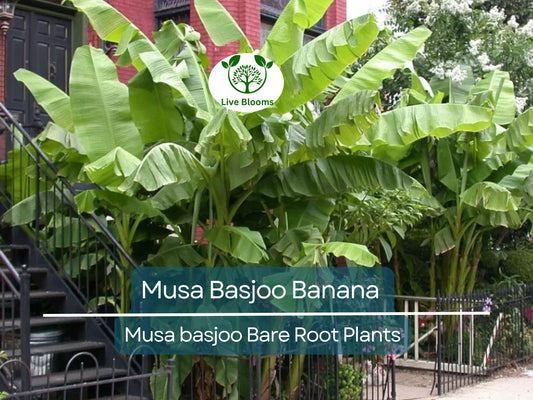 1 Musa Basjoo Banana – Live Starter Plug – Cold Hardy Tropical Plant – Rooted Live Banana Tree for Garden or Patio – Zone 5–11