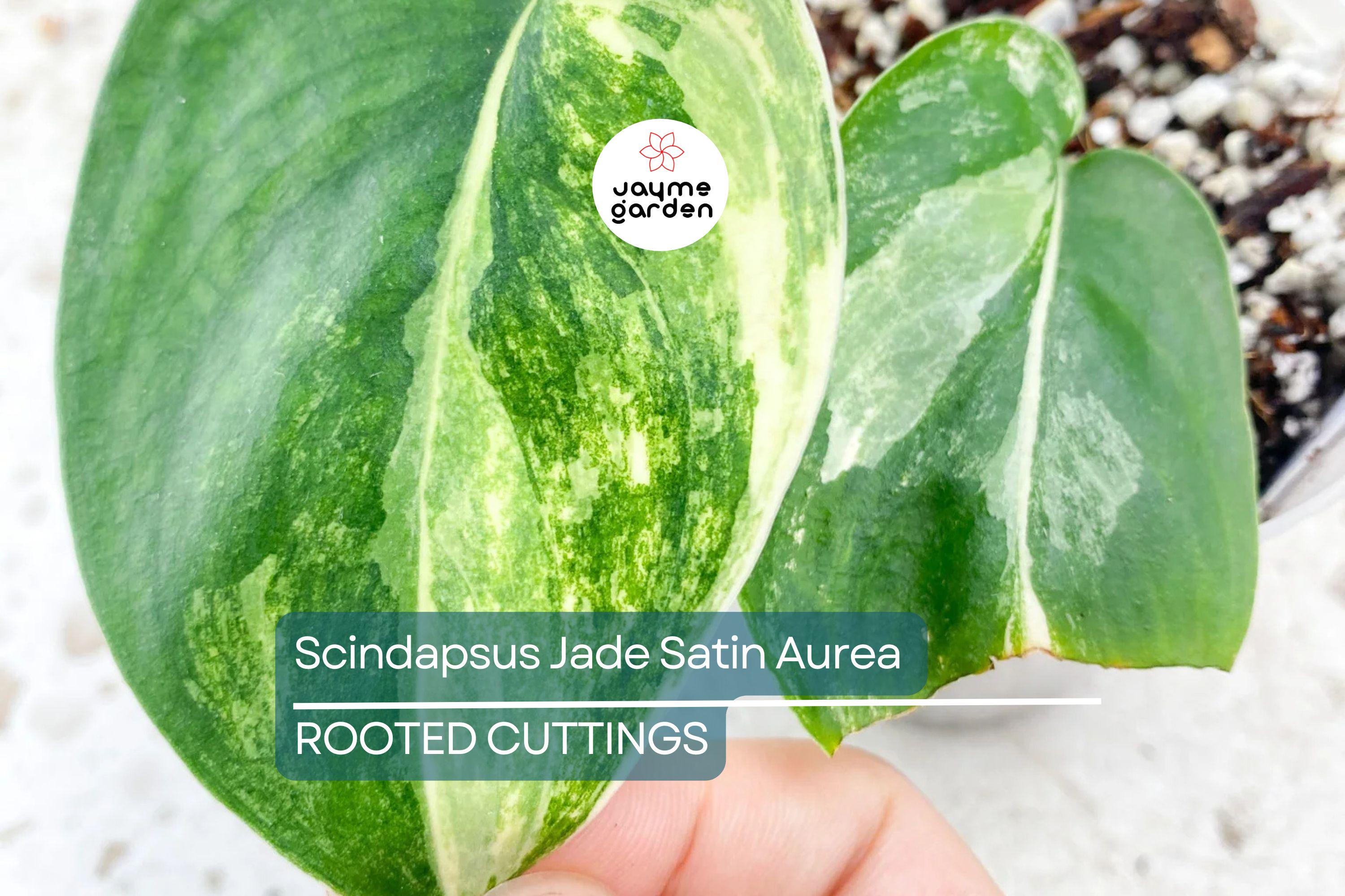 Scindapsus Jade Satin Aurea Rooted Cutting in Prop Cup | Rare Variegated Houseplant with Green & Yellow Foliage