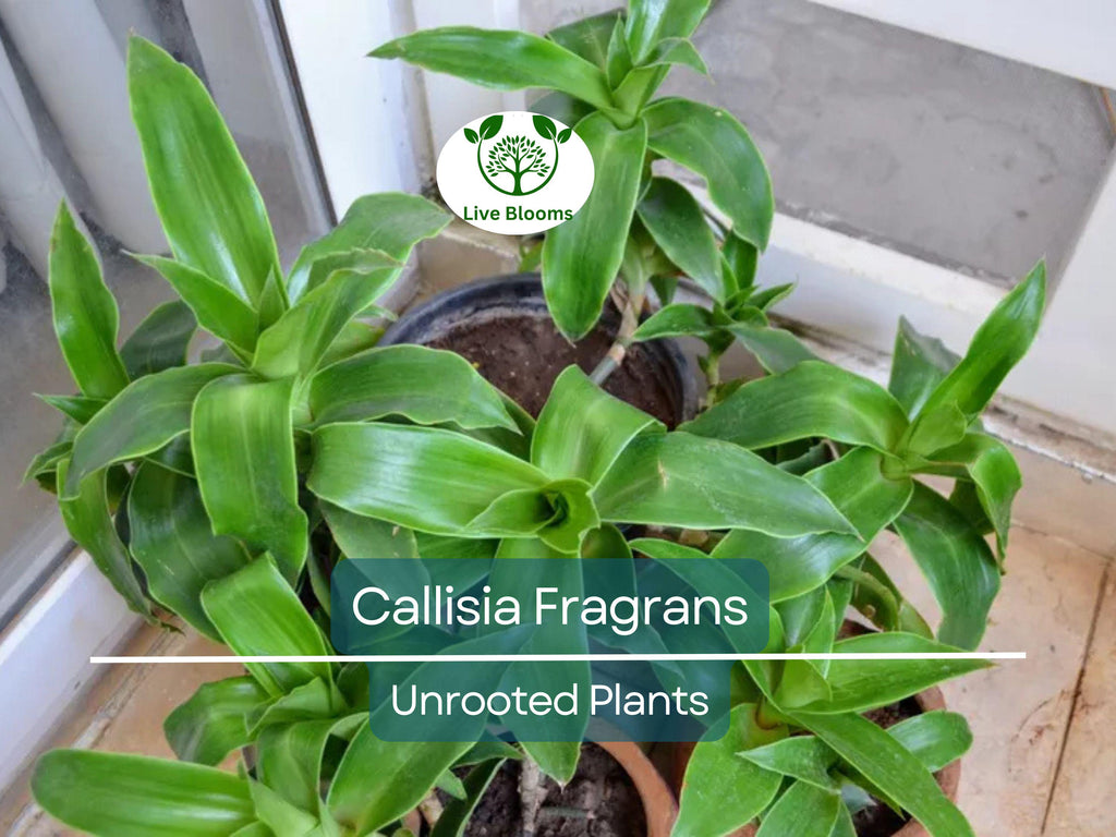 2 Callisia Fragrans / Home Ginseng Unrooted Plants - Unique Indoor Houseplant for Easy Care