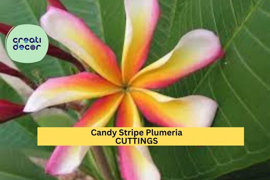 Candy Stripe Plumeria Cutting – 10" Fresh Unrooted Single Head Stem – Rare Fragrant Tropical Flowering Plant – USA