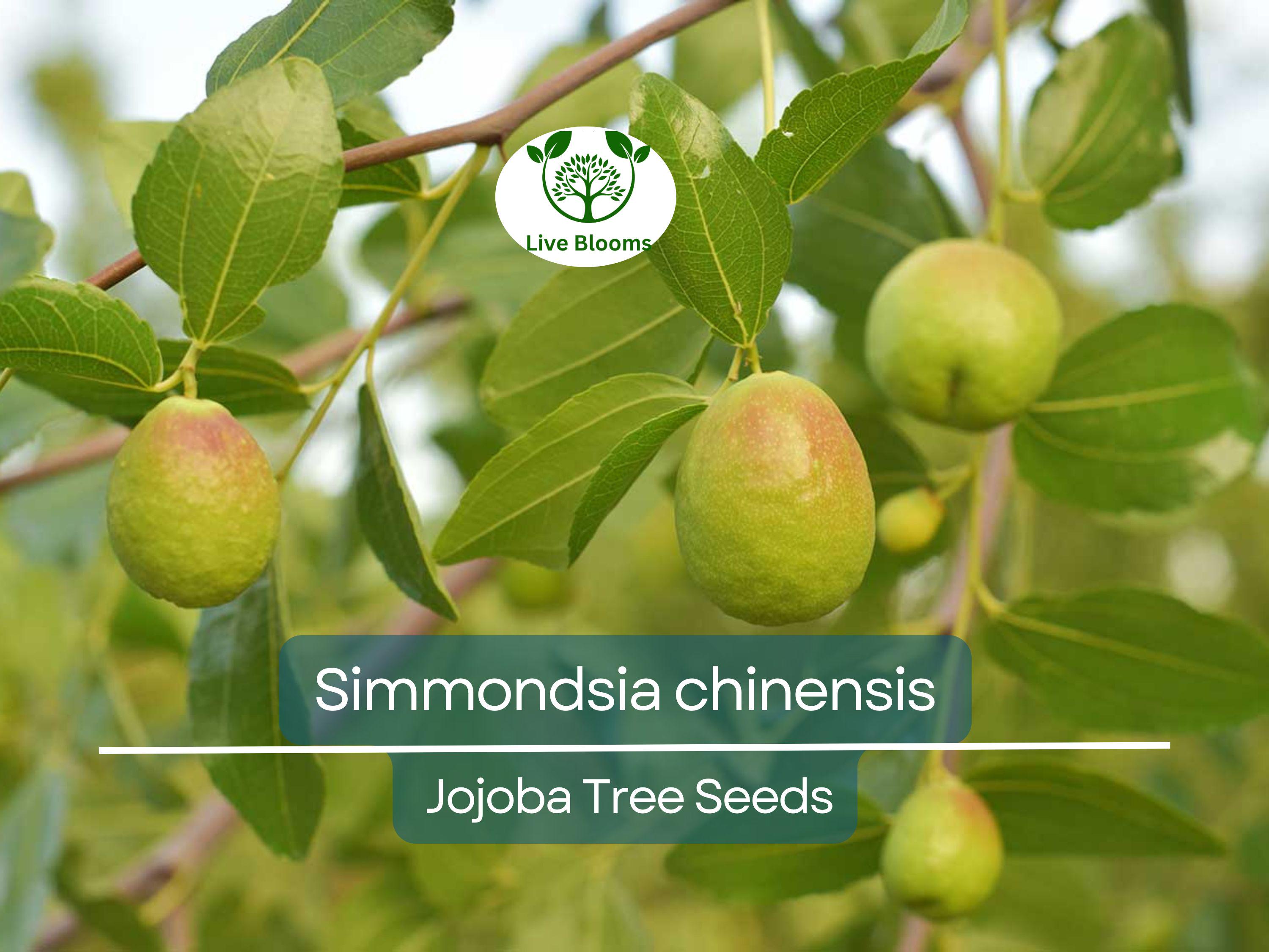5 Seeds Jojoba (Simmondsia chinensis) for Planting | Hardy Shrub for Sustainable Landscaping, Oil Production & Wildlife Habitat