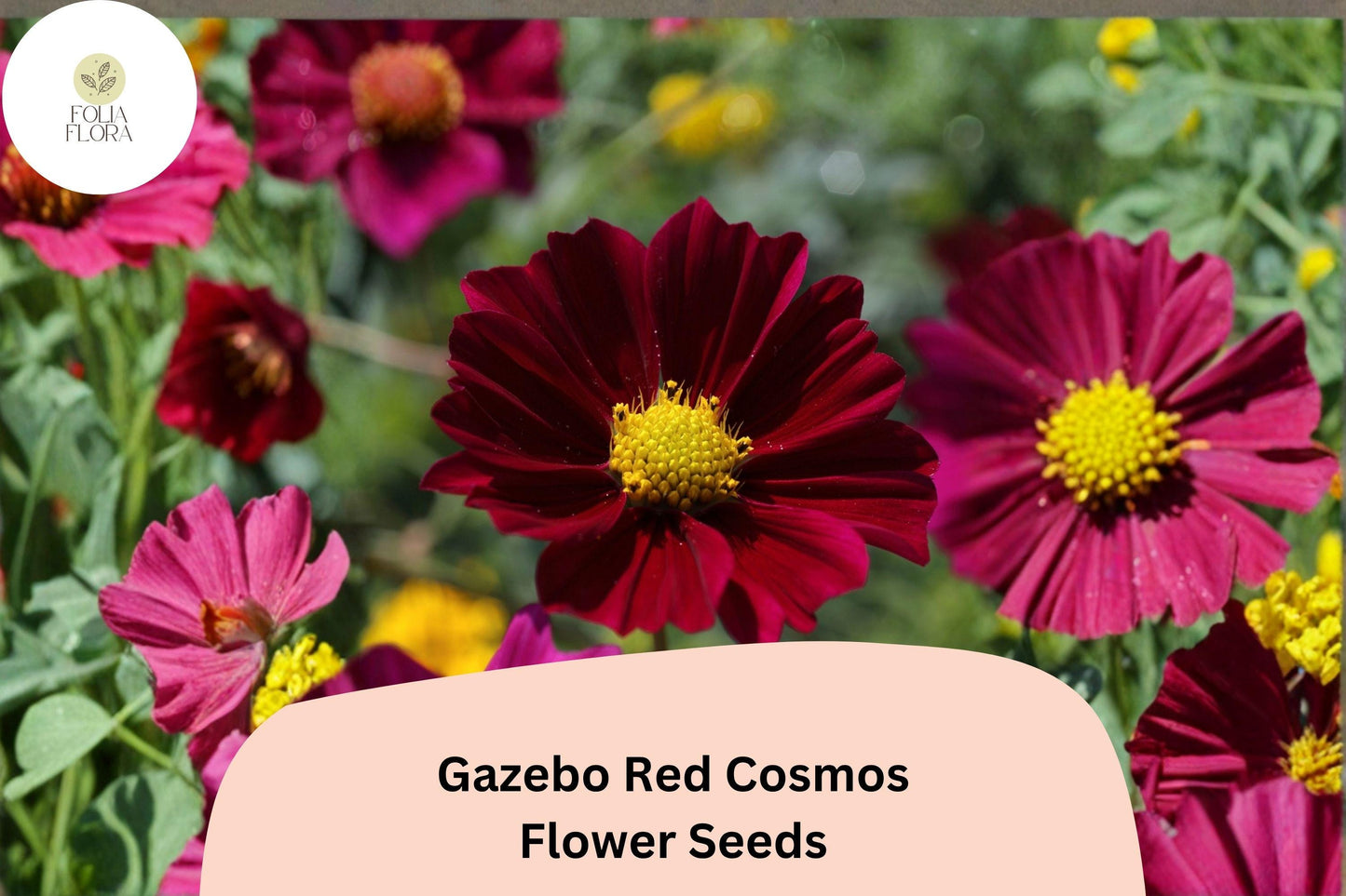 200+ Gazebo Red Cosmos Seeds | Cosmos Bipinnatus Scarlet Blooms | Bright Red Garden & Cut Flower Seeds
