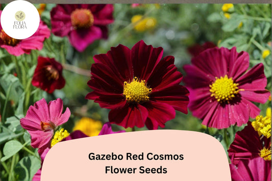 200+ Gazebo Red Cosmos Seeds | Cosmos Bipinnatus Scarlet Blooms | Bright Red Garden & Cut Flower Seeds