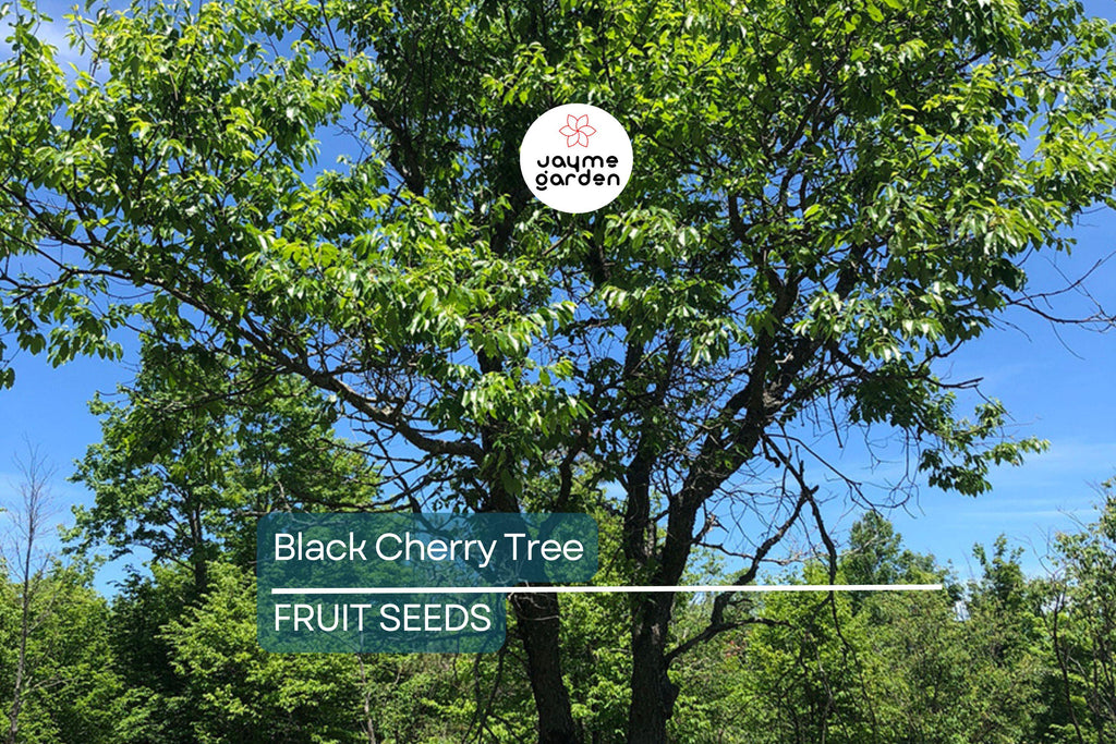 5 Black Cherry Tree Seeds (Prunus serotina) – Hardy Zones 3-9, Fast-Growing, Fall Color