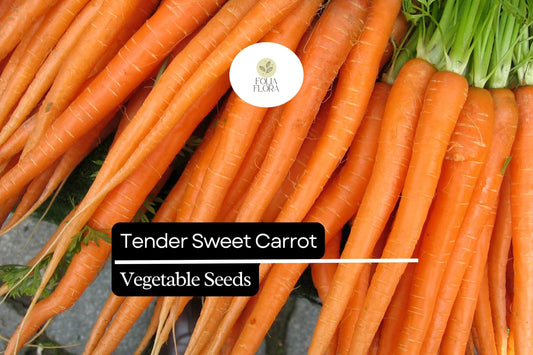 300 Tender Sweet Carrot Seeds – Daucus carota – Extra Sweet, Crisp Texture, Heirloom, Non-GMO, Perfect for Juicing