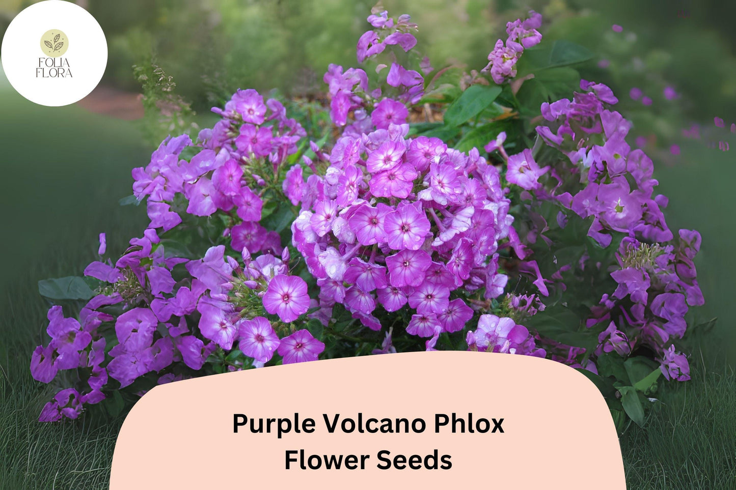 100+ Purple Volcano Phlox Seeds for Planting | Phlox drummondii Annual Flower Seeds | Deep Purple Blooms for Beds & Containers