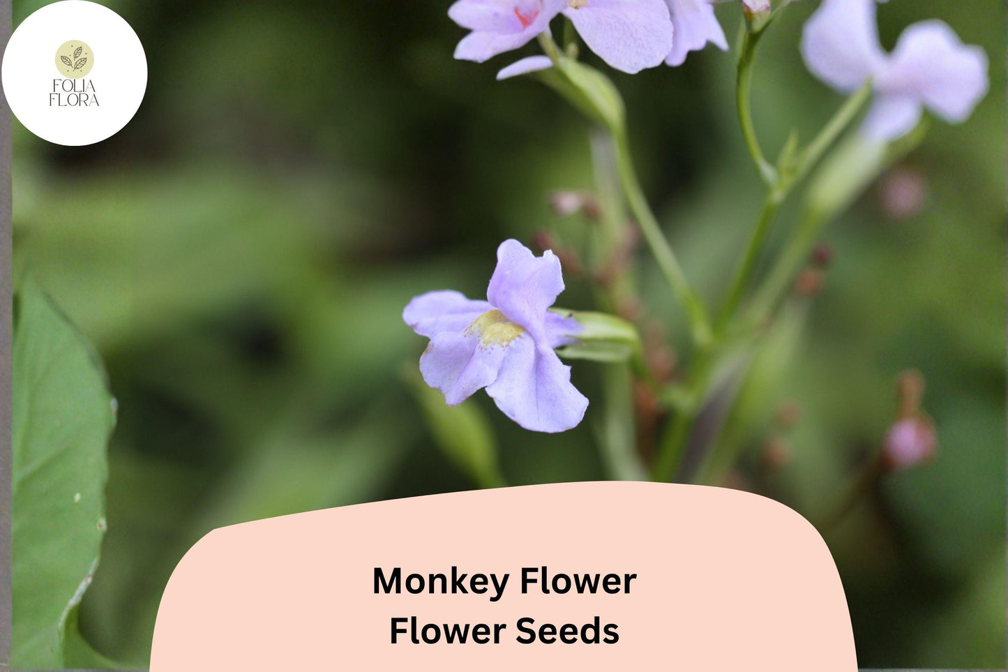 5000 Mimulus ringens Seeds | Allegheny Monkey Flower | Purple Native Perennial for Wetland & Pollinator Garden