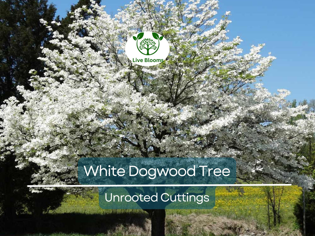 6 Unrooted Cuttings WHITE Dogwood Tree Heirloom (Cornus florida) - 6 Inches, Ornamental Tree, Hardy, Perfect for Gardens & Landscaping