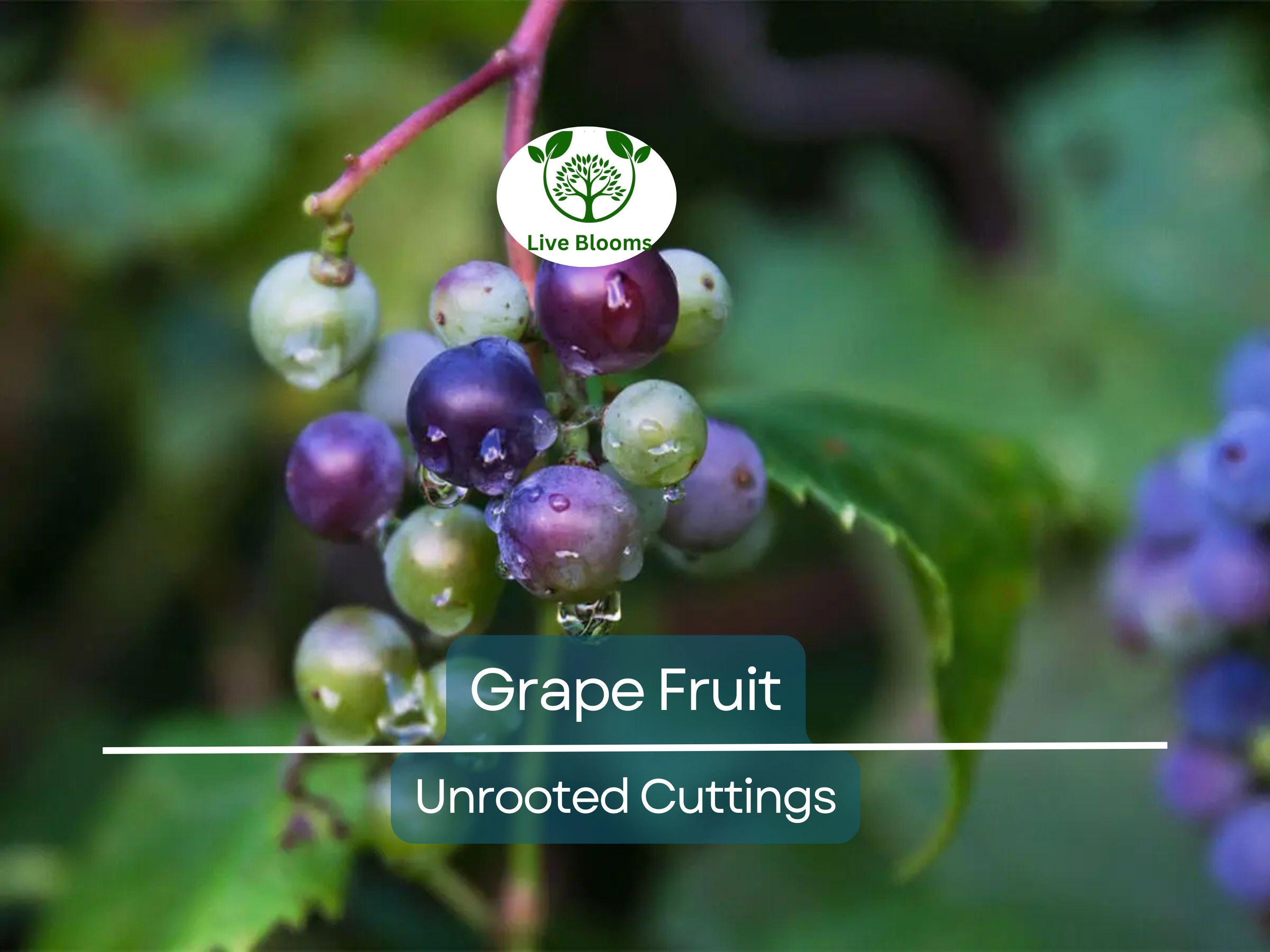 5 Cold Hardy Perennial Fruit Grape Unrooted Cuttings, Vitis spp., Fruit Grape Vine, Easy to Root, Cold Tolerant Grapevine for Garden