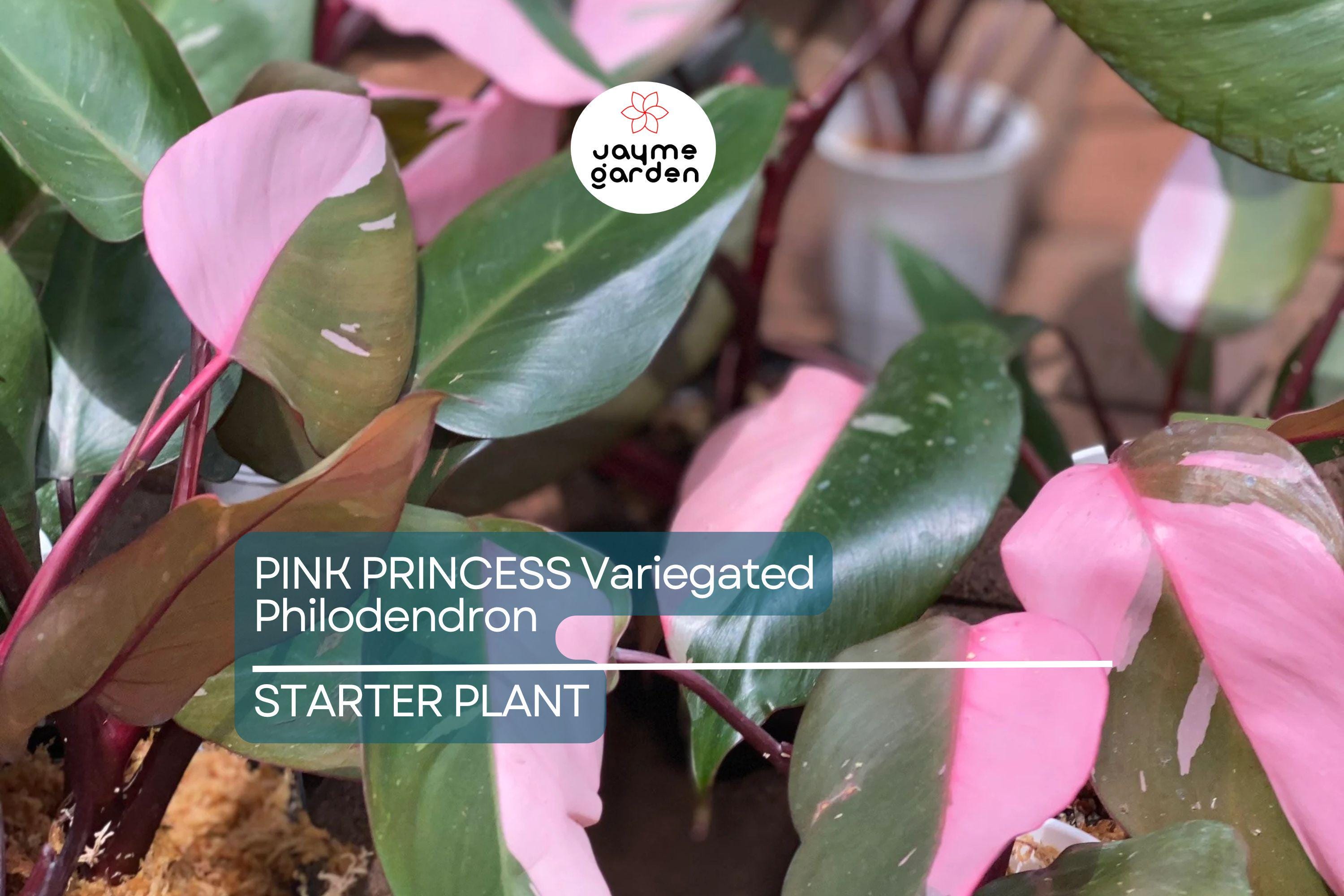 Pink Princess Variegated Philodendron - Rare Live Starter Plant - Small Rooted, Pink & White Foliage, Indoor and Outdoor, Medium Watering