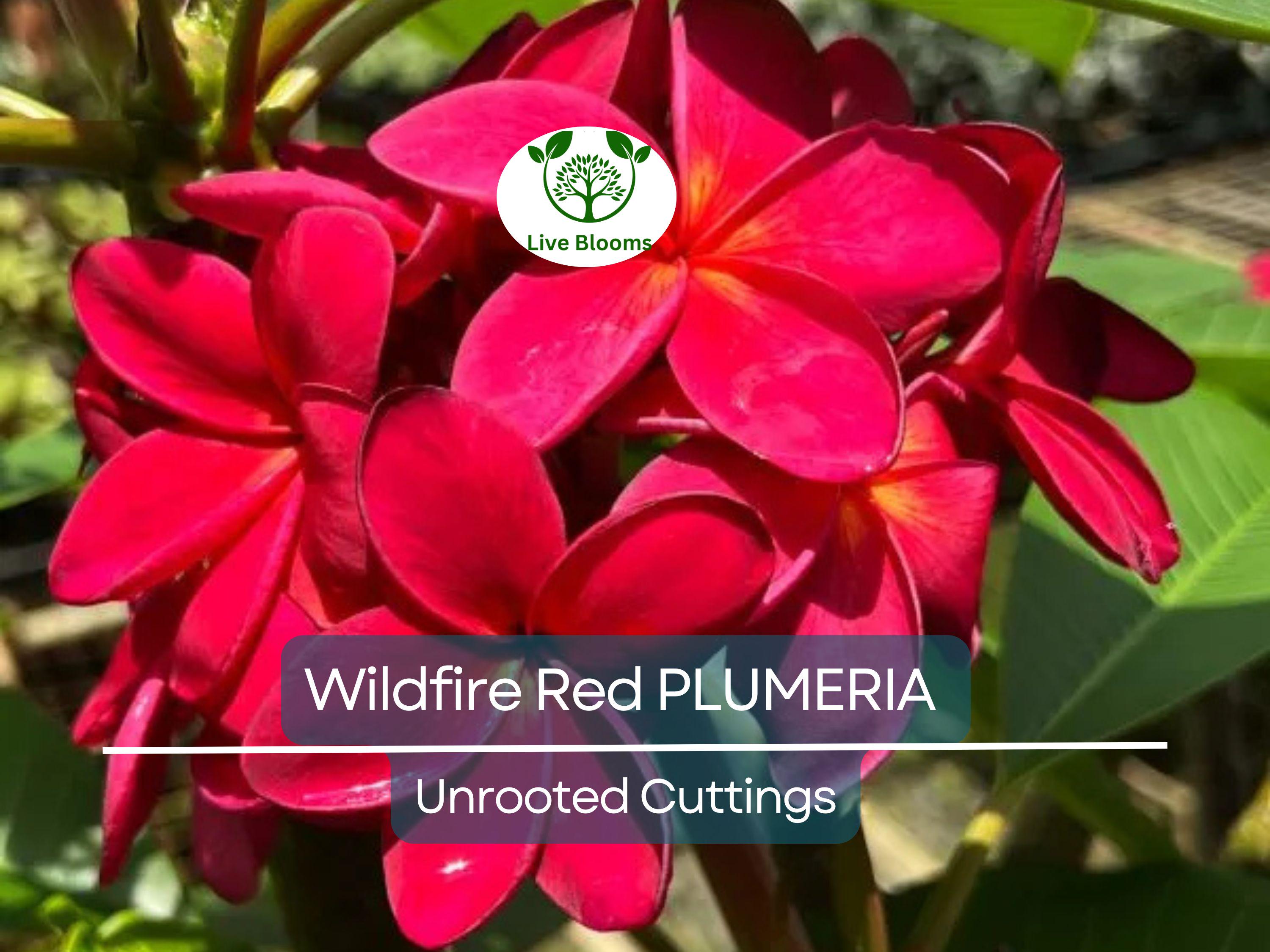 2 Plumeria Wildfire Red Cuttings - Rare Unrooted, 9-12 inches Tall, Fragrant Flowering Plant, Tropical, Frangipani, Live Plant Cuttings