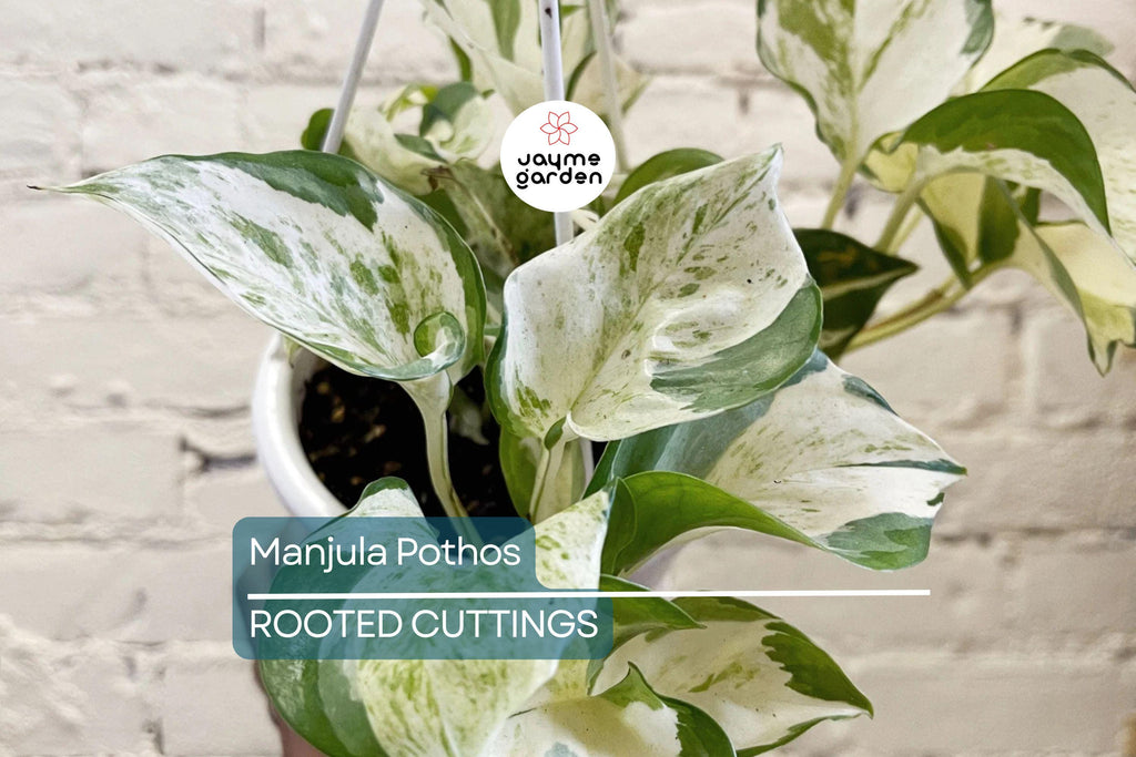 Manjula Pothos Rooted Cutting | Live Houseplant Cutting with Variegated Leaves | Easy Care & Stunning Foliage