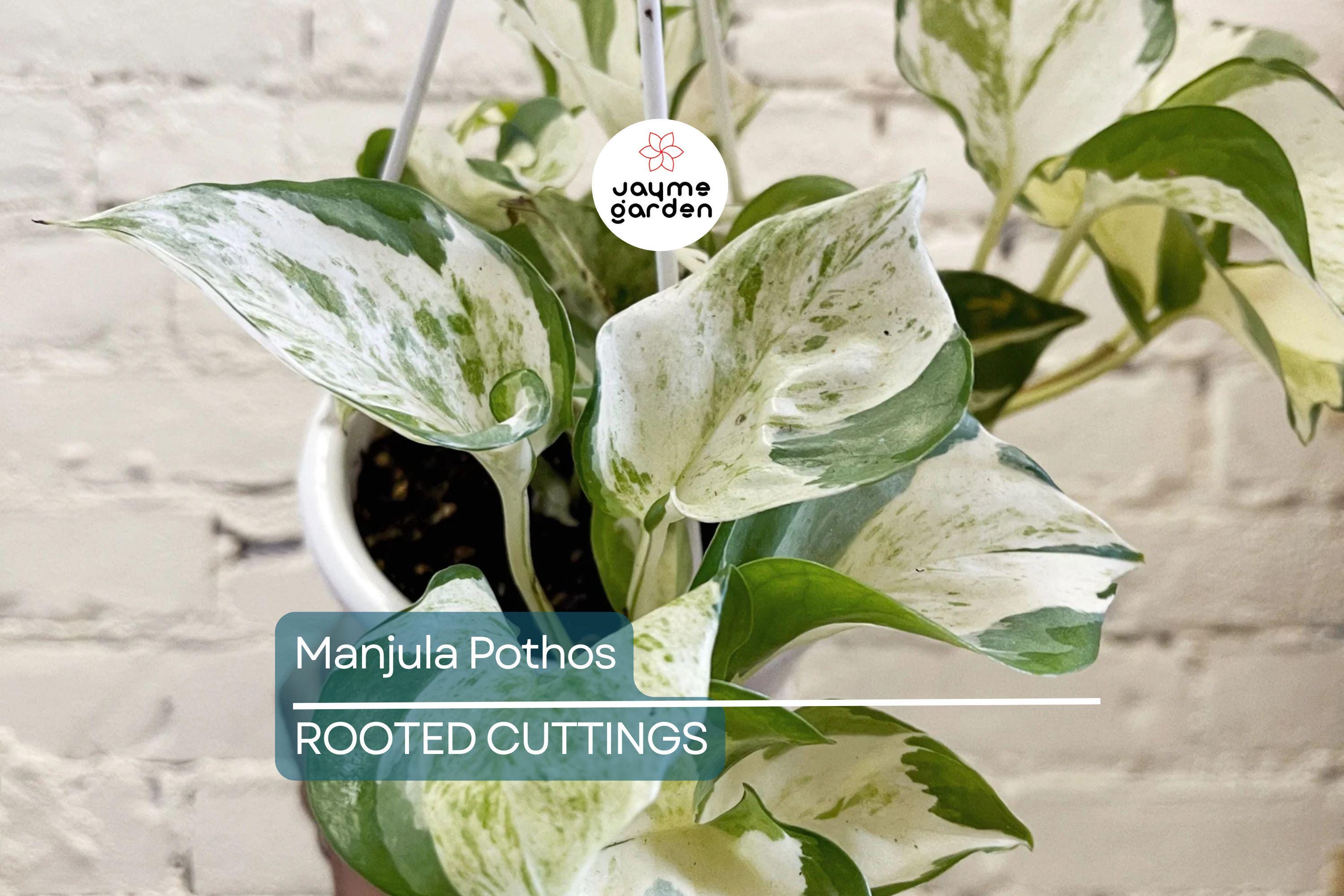 Manjula Pothos Rooted Cutting | Live Houseplant Cutting with Variegated Leaves | Easy Care & Stunning Foliage