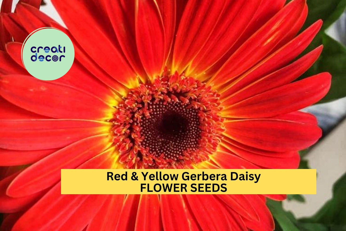 200+ Red & Yellow Gerbera Daisy Seeds – Bold Bi-Color Blooms for Garden Planting, Long-Stemmed Flowers for Beds Bouquets – USA