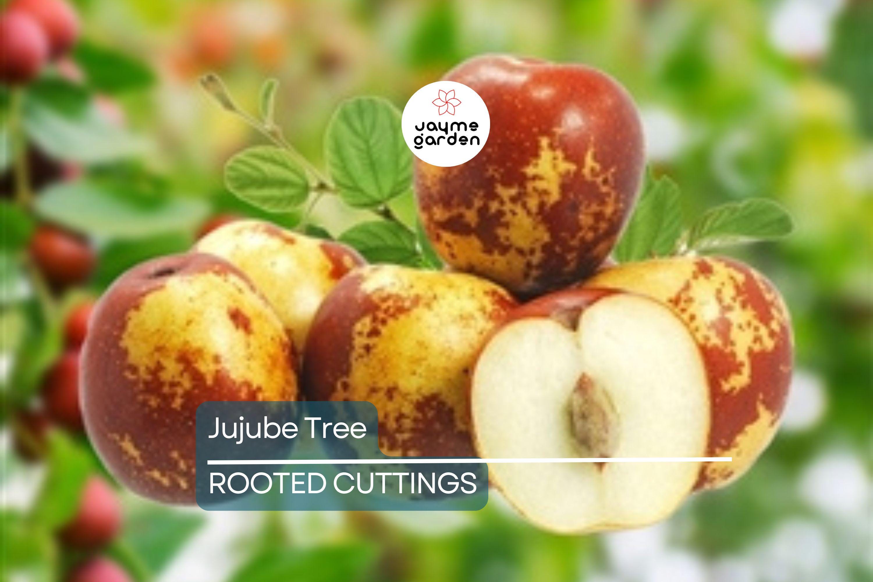 Jujube Tree 15” Lang Chinese Red Date - Bare Root Ready to Plant - Sweet Fruit Tree, No Pot