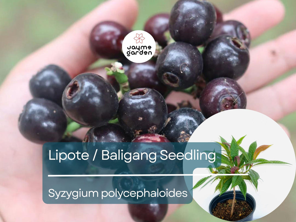 Lipote Starter Plant Seedling (Syzygium polycephaloides) - Baligang Live Tropical Fruit Tree 1′-2′ Tall - Rare Fruit for Garden & Orchard