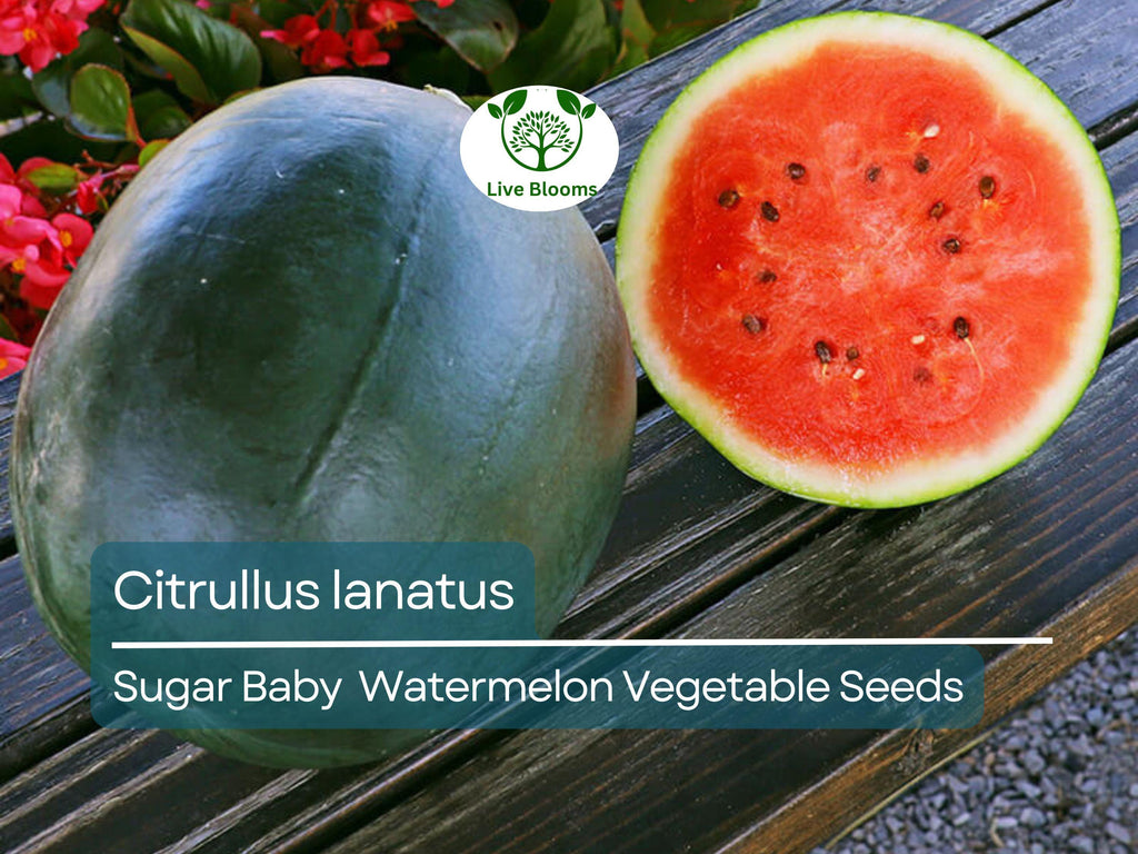Sugar Baby Watermelon (1000 mg Seeds), Heirloom Vegetables