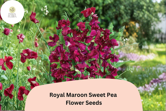 50+ Royal Maroon Sweet Pea Seeds | Deep Burgundy Climbing Flowers for Trellis & Garden