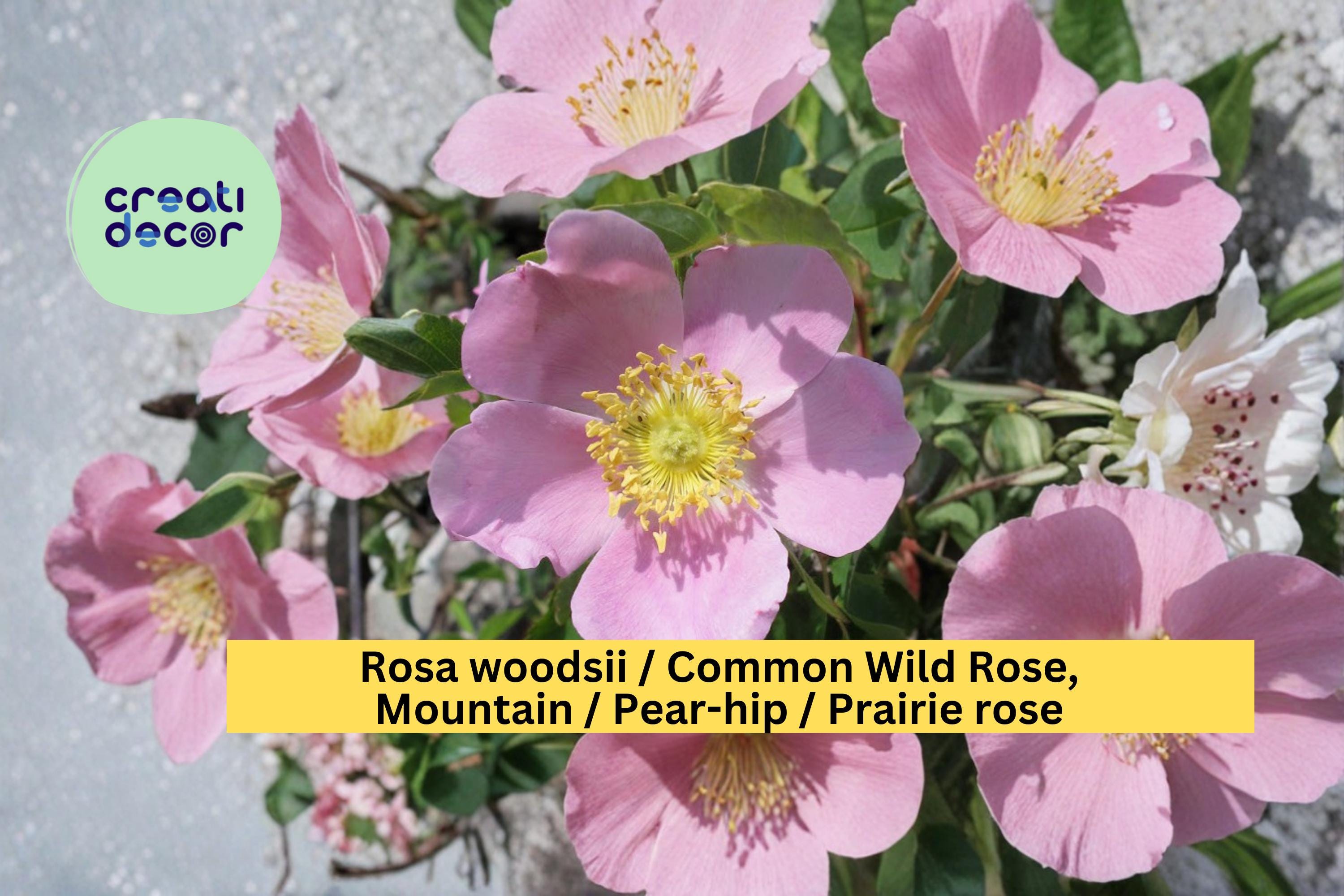 Rosa woodsii Seeds Common Wild Rose Prairie Rose Native Pink Flower Shrub Seeds 25 Count