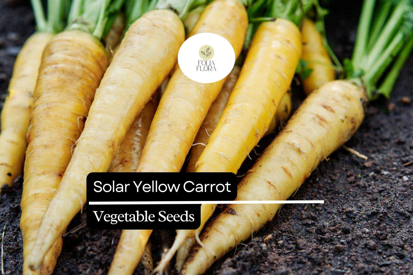 200 Seeds Solar Yellow Carrot (Daucus carota) – Vibrant Heirloom Variety for Sweet and Nutritious Roots