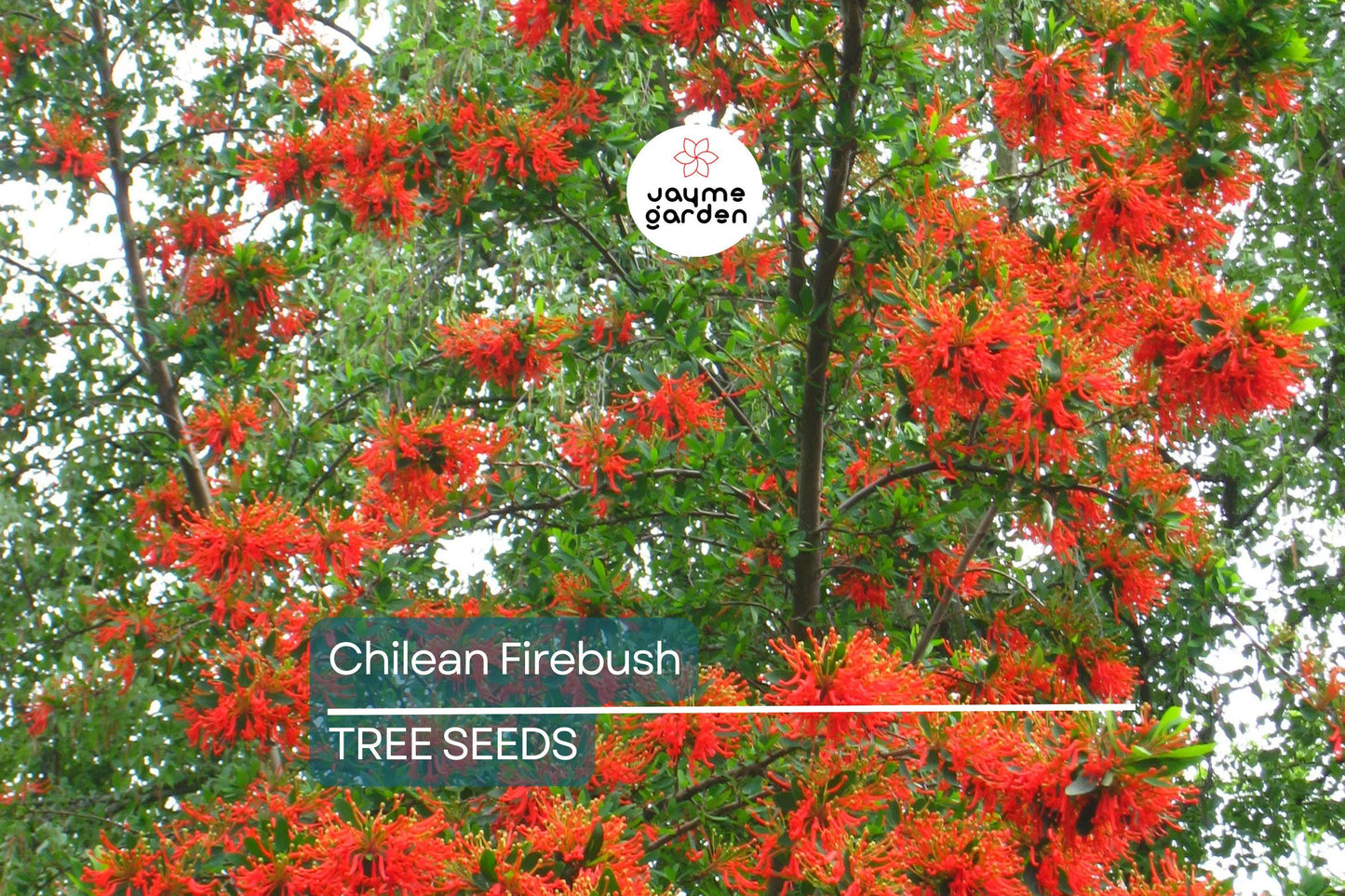 10 Chilean Firebush Tree Seeds (Embothrium coccineum) – Rare Scarlet Flame Red Tubular Flower, Hummingbird Magnet, Ornamental