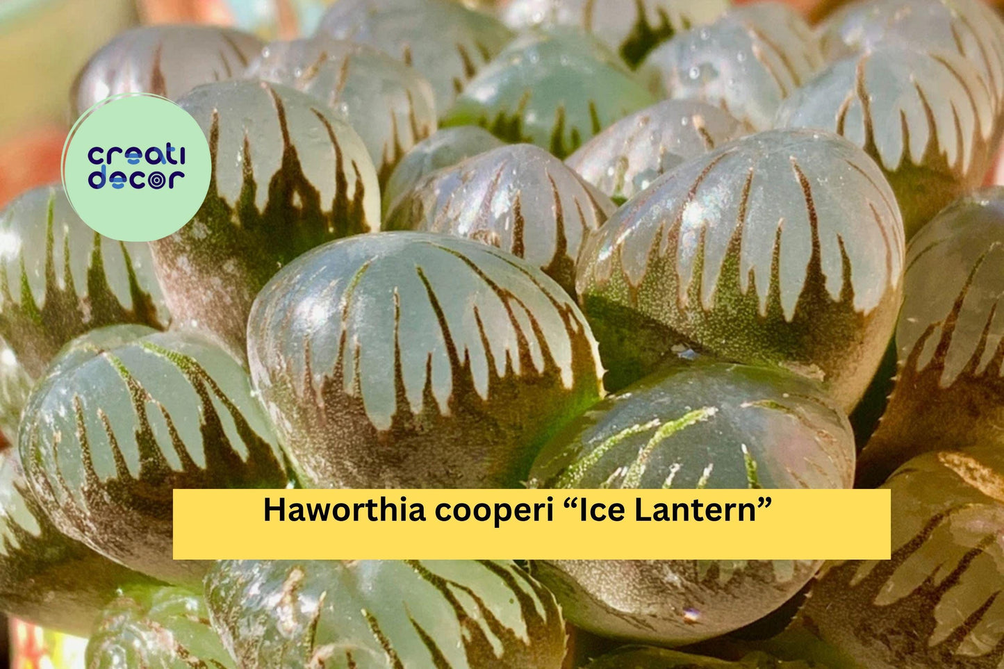 Haworthia cooperi “Ice Lantern” – Rare Live Succulent – Bare Root Transparent Leaves – Indoor Home Decor Gift