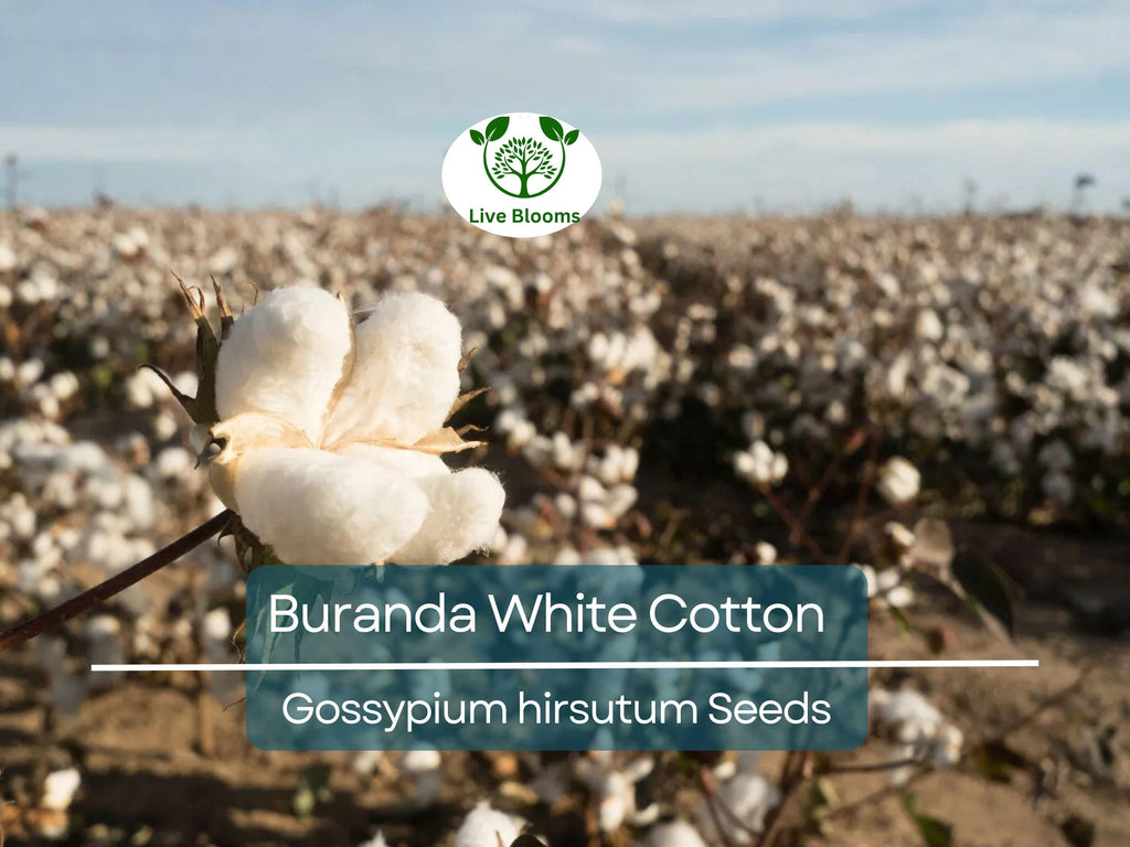 30 White Cotton Seeds Buranda Non-GMO, 100% Quality | High-Density Cotton Plant for Home or Commercial Use | Grow Your Own Cotton!