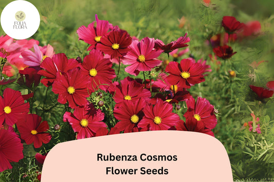 200+ Rubenza Cosmos Seeds | Cosmos Bipinnatus Deep Ruby Red Blooms | Annual Garden Flower Seeds for Planting