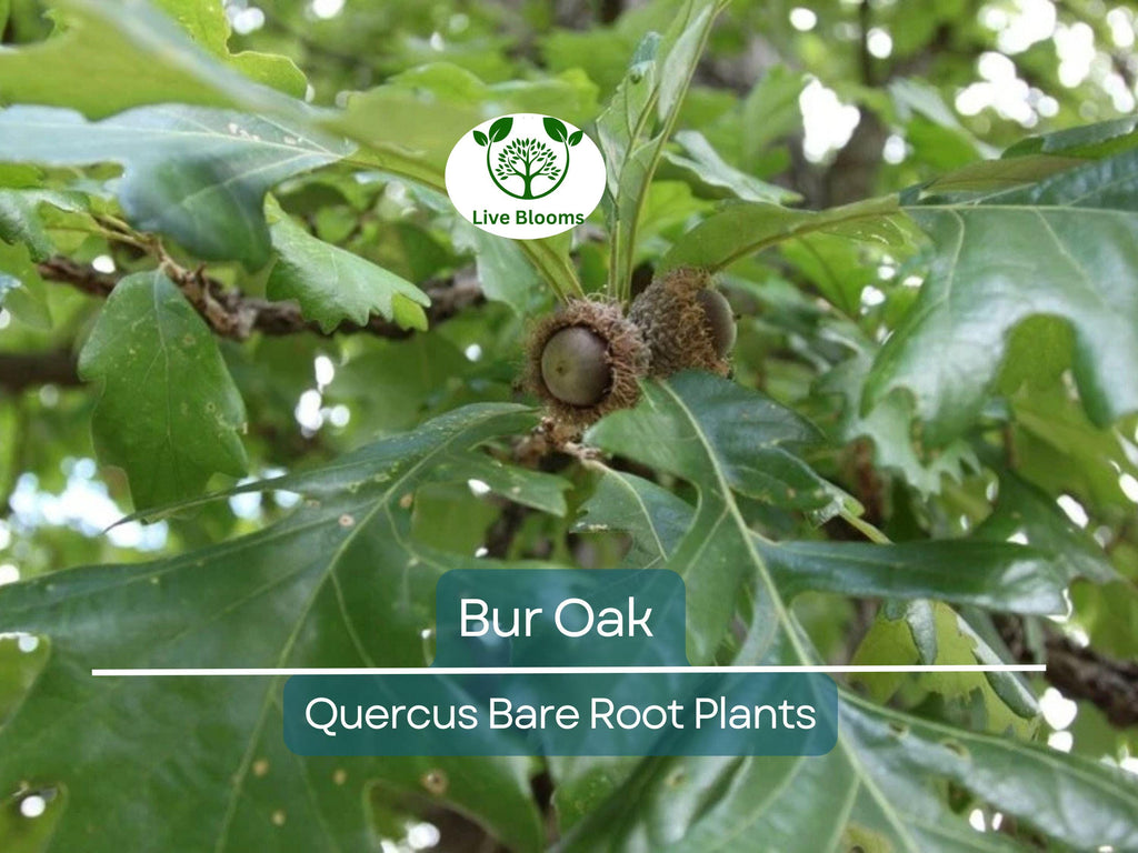 1 Bur Oak Tree – Live Bare Root Plant – Quercus macrocarpa – Hardy Native Shade Tree with Huge Acorns – Zone 3–8