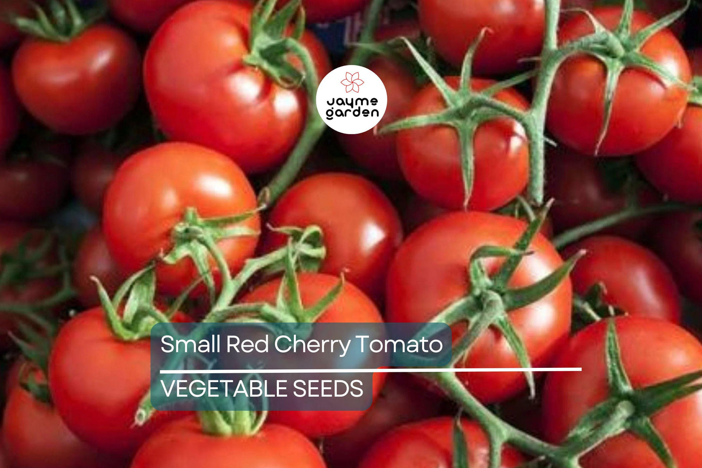 50 Small Red Cherry Tomato Seeds - Non-GMO Heirloom | High Yield & Sweet Flavor | Indeterminate Vines | USA Seller | Free Shipping