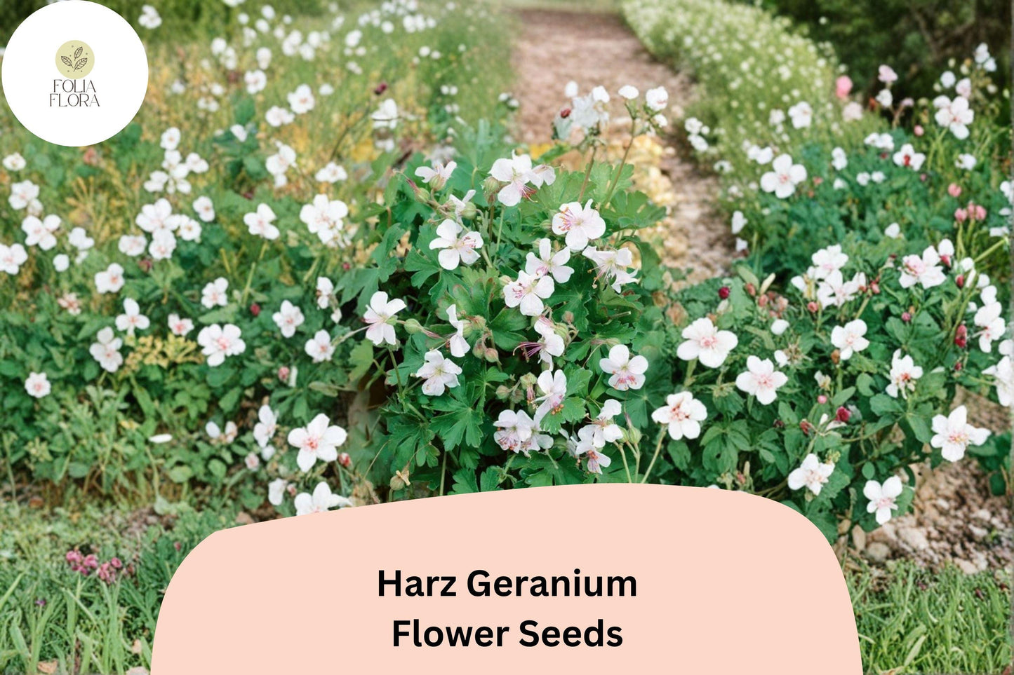 25+ Harz Geranium Seeds | White Cranesbill Perennial | Hardy Garden Flower Seeds