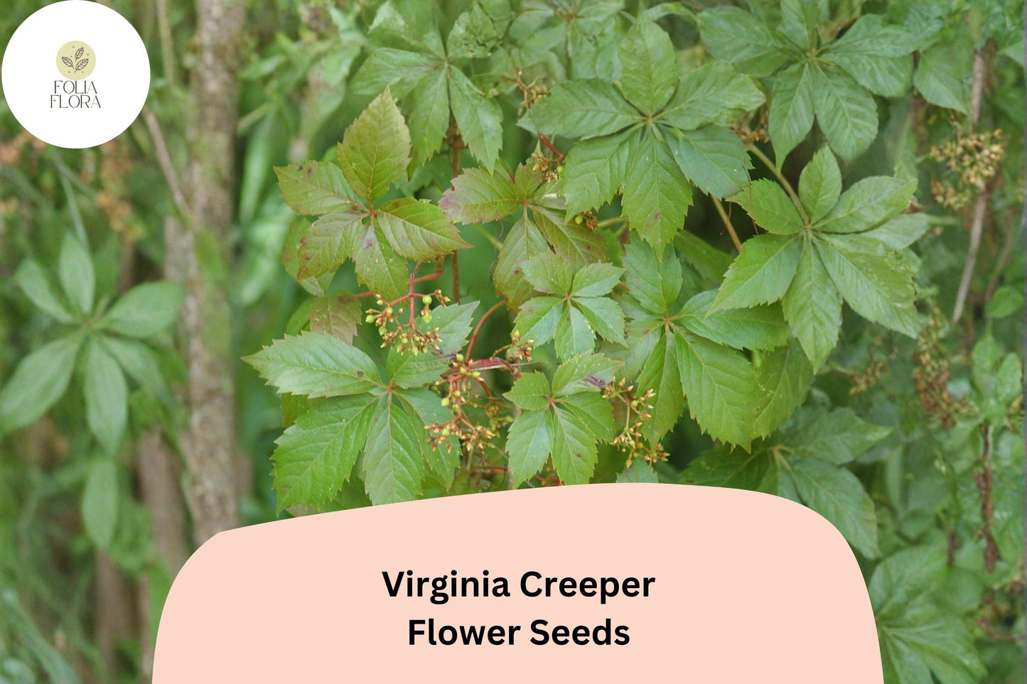 Virginia Creeper Seeds – 10 Parthenocissus quinquefolia | Ornamental Foliage for Garden & Trellis