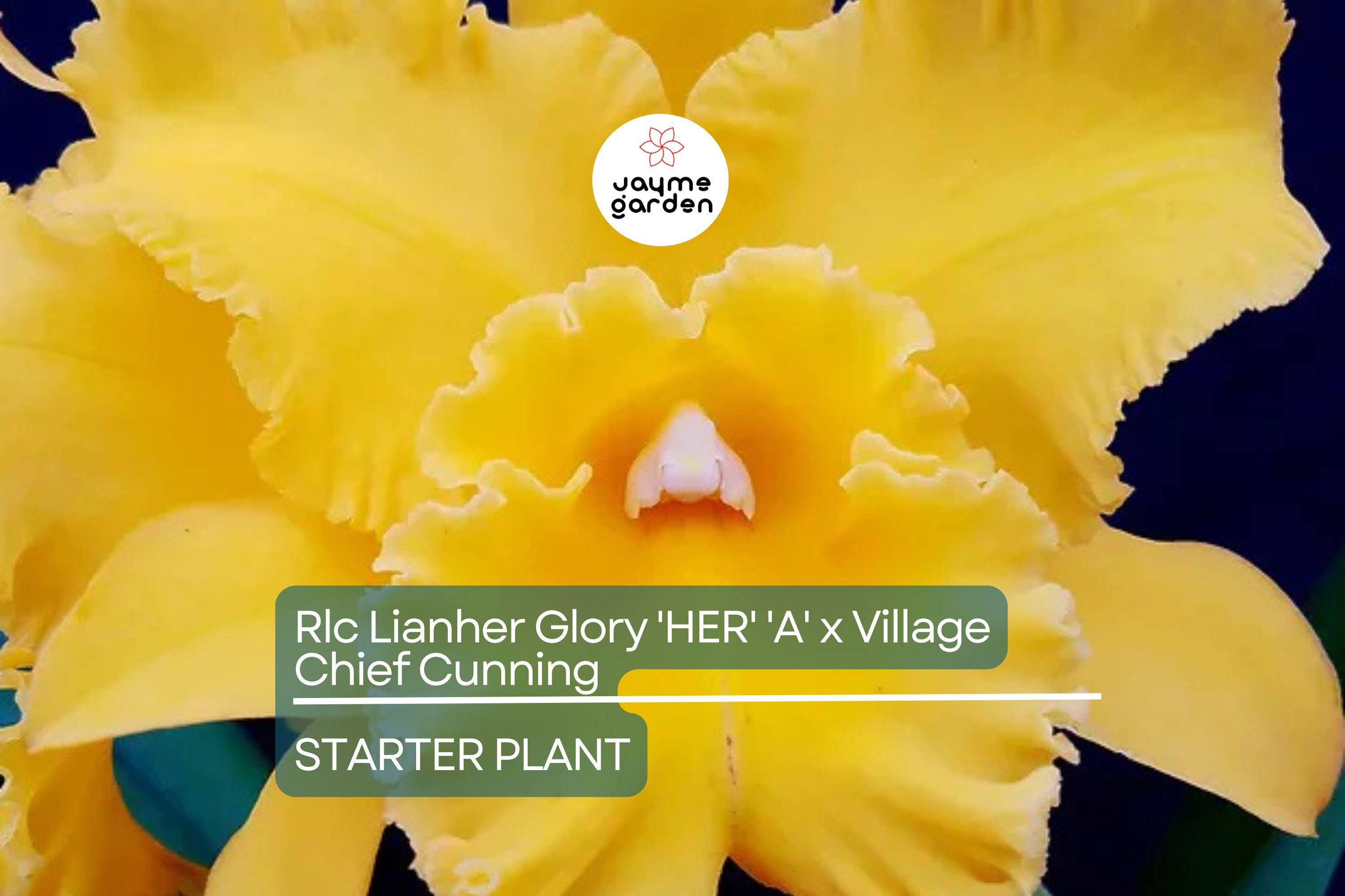 Rlc Lian Her Glory 'HER' x Village Chief Cunning Orchid | Live Tropical Cattleya Starter Plant in 3" Pot | Vibrant Yellow Blooms