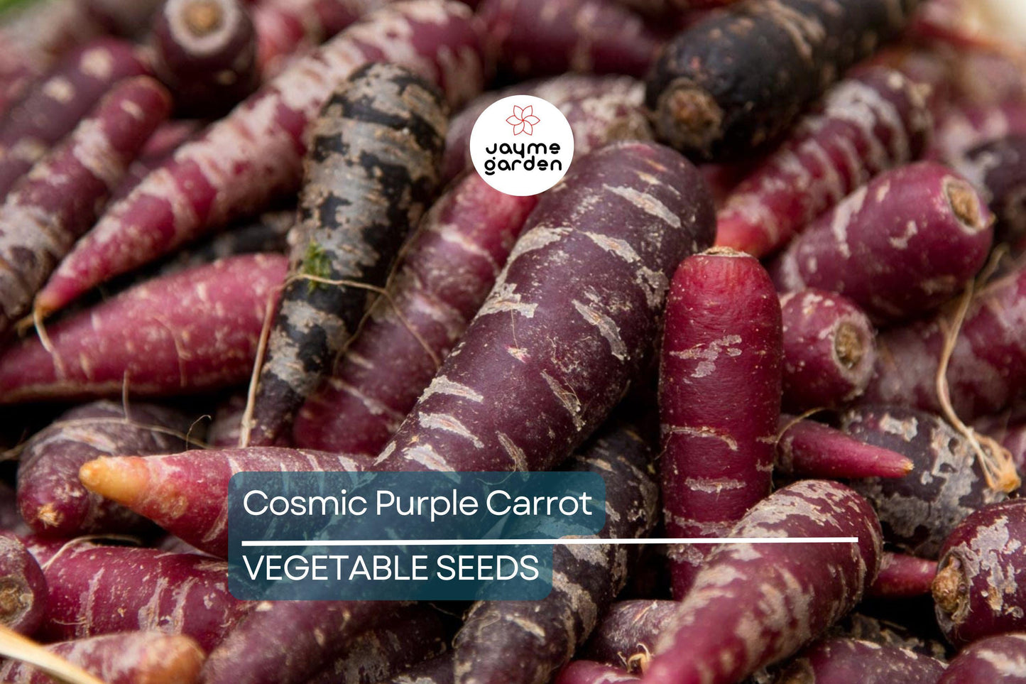 1,000 Cosmic Purple Carrot Seeds – Non-GMO, Open Pollinated, Great for Microgreens | USA Seller